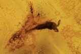 Three Fossil Springtails (Collembola) & Fly (Diptera) in Baltic Amber #105499-2